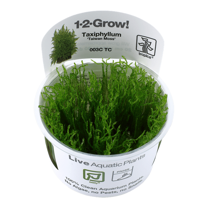 Taxiphyllum alternans 'Taiwan Moss' - 1-2 Grow