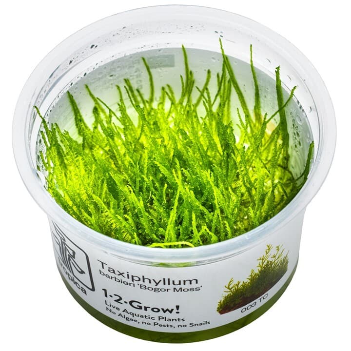 Taxiphyllum barbieri 'Bogor Moss' - 1-2 Grow