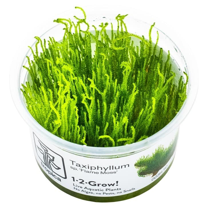 Taxiphyllum sp. ’Flame Moss’ - 1-2 Grow
