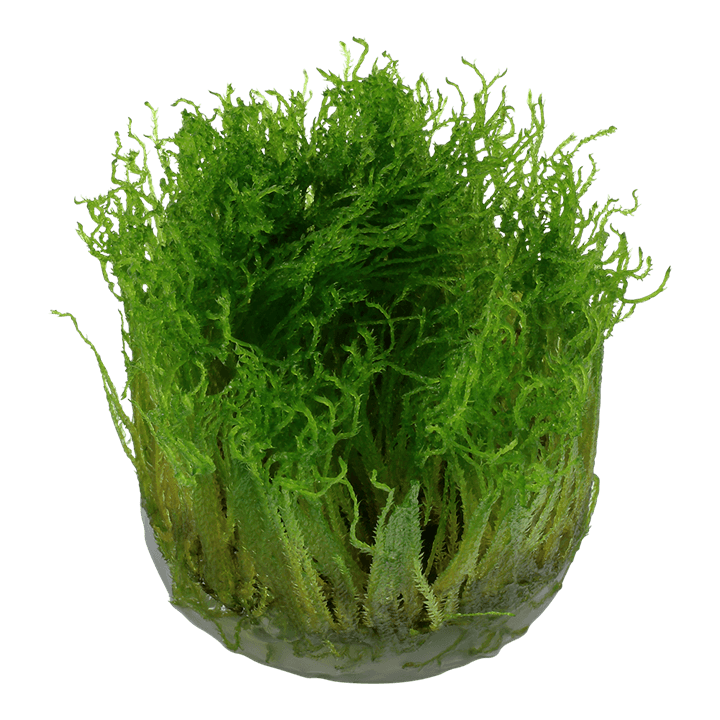 Taxiphyllum sp. 'Spiky Moss' - 1-2 Grow