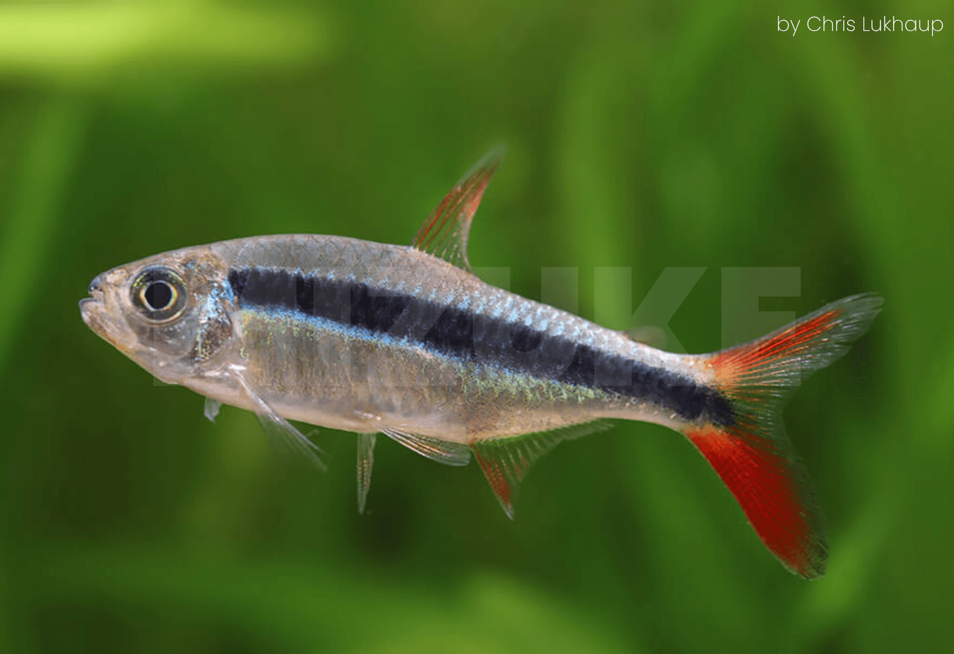 Thayeria sp. 'Red Tail Teles Pires'