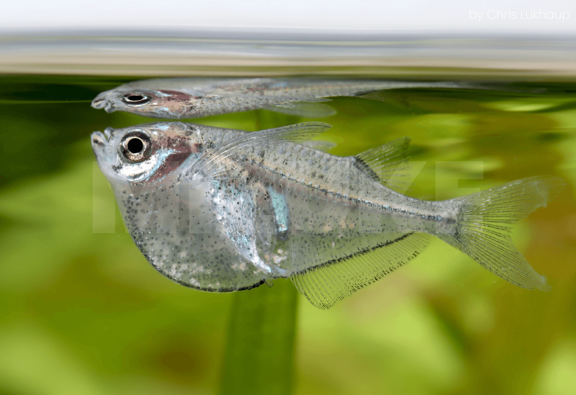 Thoracocharax stellatus