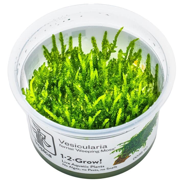 Vesicularia ferriei 'Weeping Moss' - 1-2 Grow