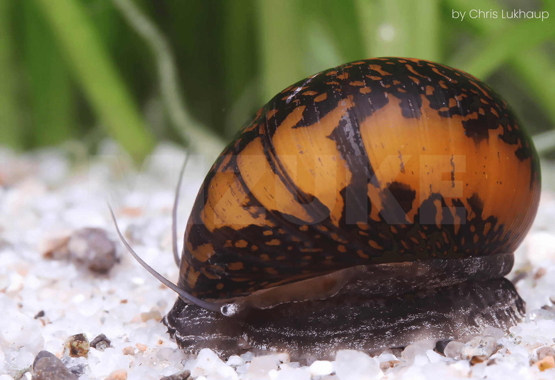 Vittina sp. 'Batik'