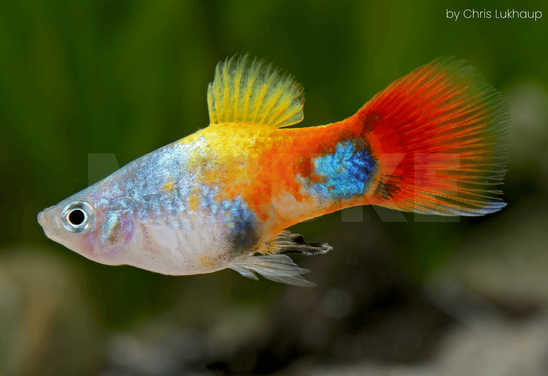 Xiphophorus maculatus