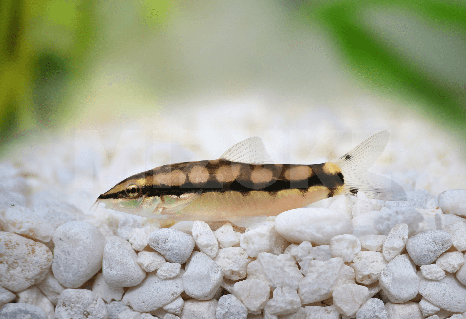 Yasuhikotakia sidthimunki